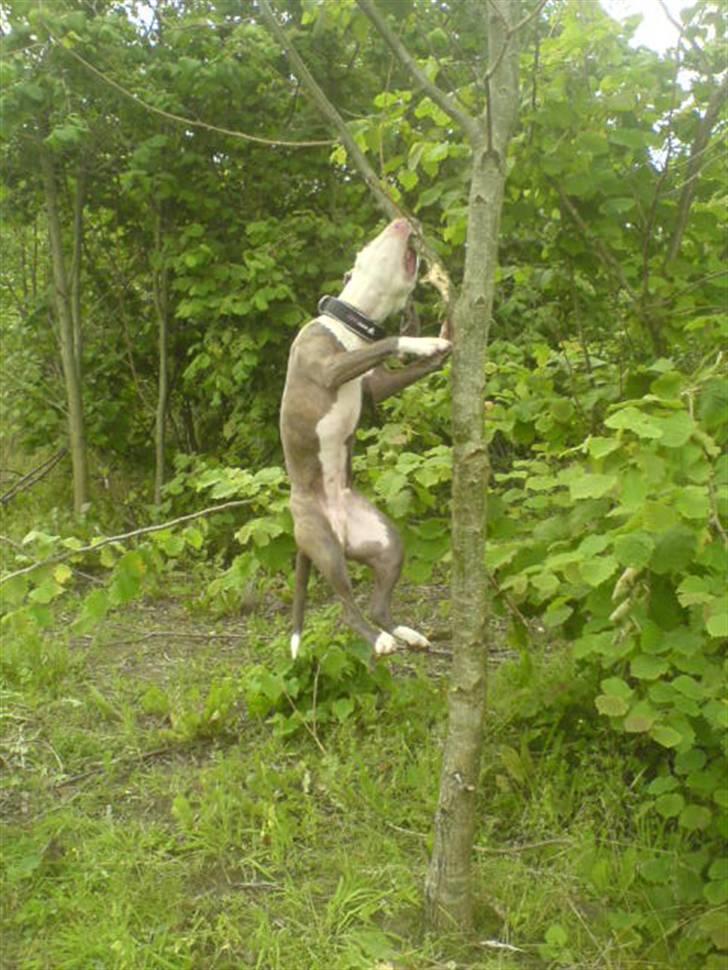 Amerikansk staffordshire terrier Hector - der fik jeg den  billede 12