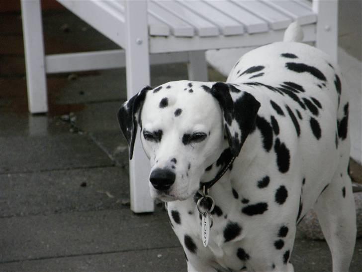 Dalmatiner Jody - Velkommen til den smukke´s profil = ) billede 1