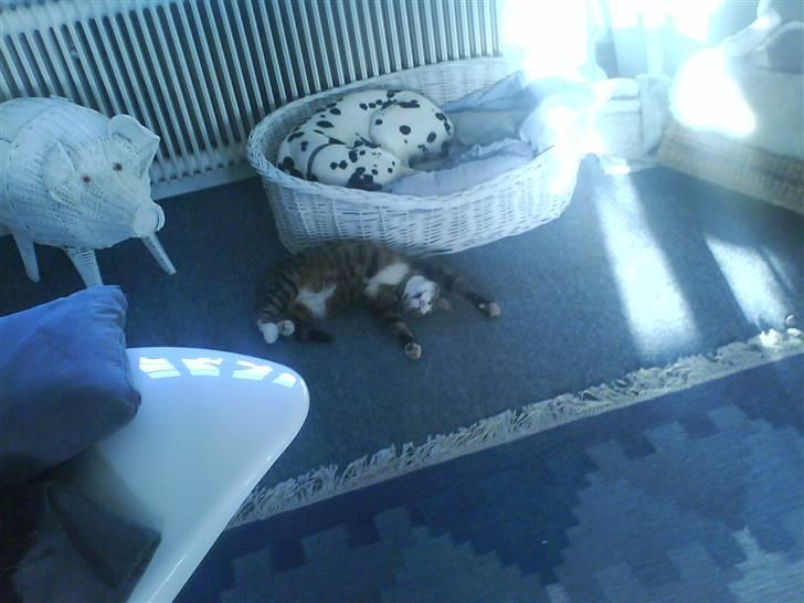 Dalmatiner Jody billede 2