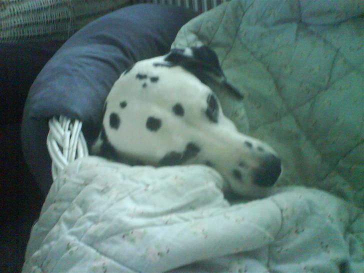 Dalmatiner Jody - Puttesove .. = ) billede 3