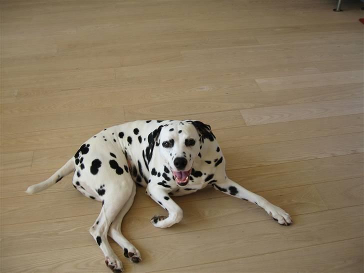 Dalmatiner Jody - Hvor er hun bare sød :D <3 billede 4