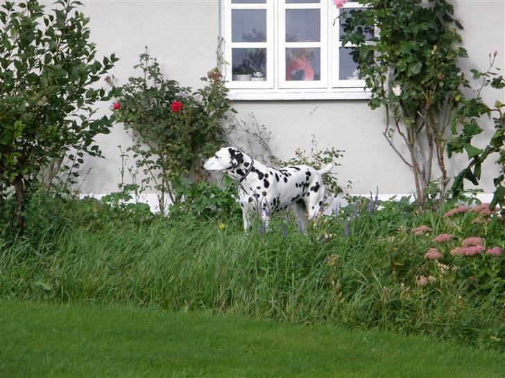 Dalmatiner Jody billede 5