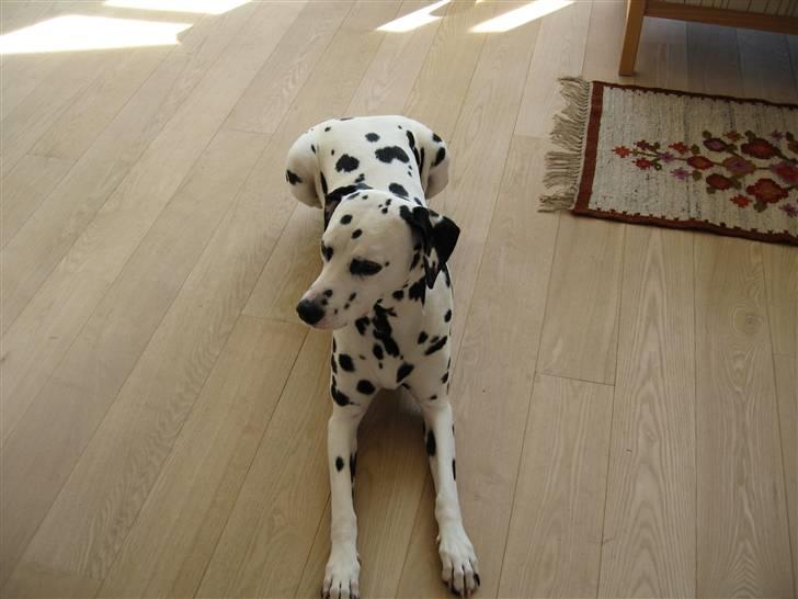 Dalmatiner Jody billede 6