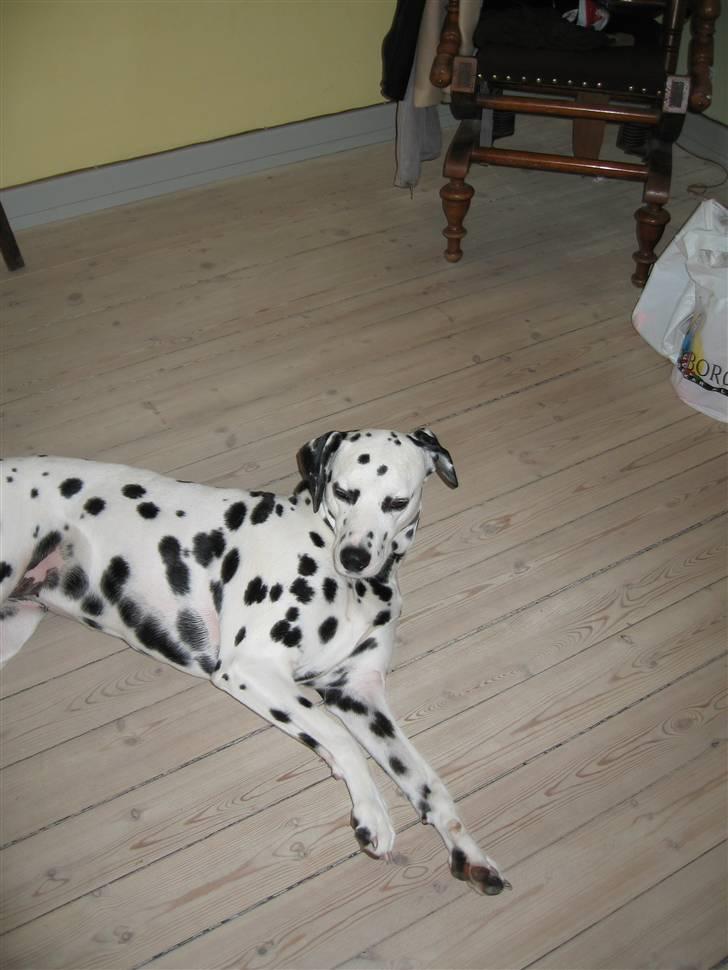 Dalmatiner Jody - Hva nu ??  billede 7
