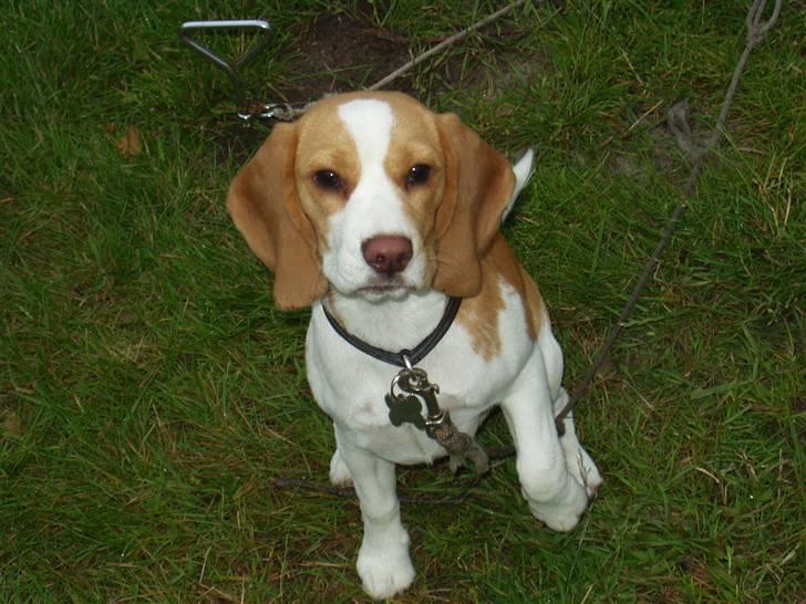 Beagle Maggie - Ferie ferie ferie.. Er kommet med på ferie til Langeland billede 7