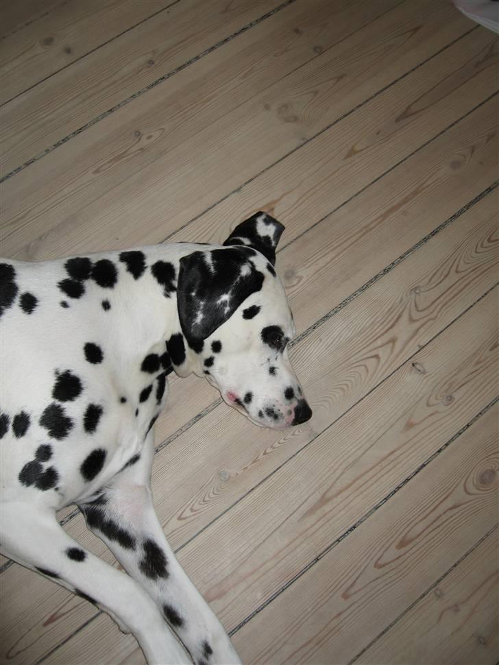 Dalmatiner Jody billede 8