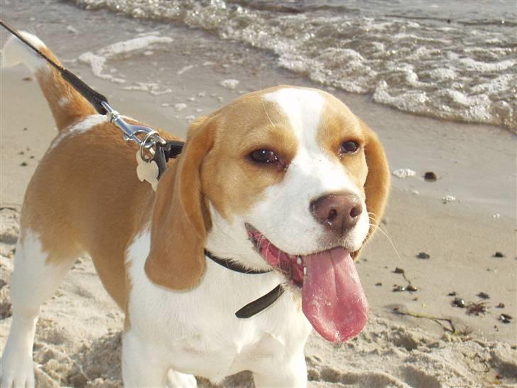Beagle Maggie - Dejligt med nye oplevelser, lige et smudt ved stranden i det gode vejr. billede 8