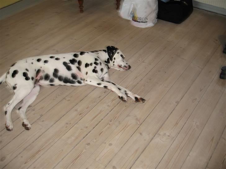 Dalmatiner Jody billede 9