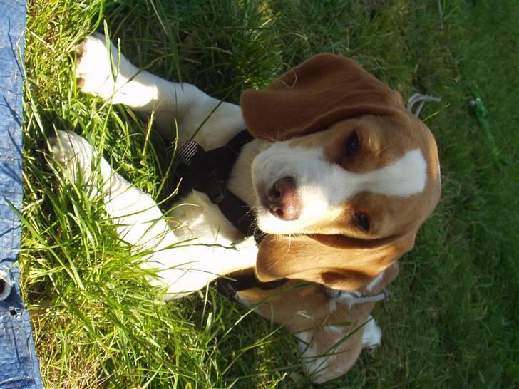 Beagle Maggie - Ferie ferie ferie billede 9