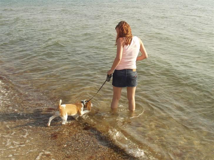 Beagle Maggie - Hov Mor lokkede mig med i vandet... billede 10
