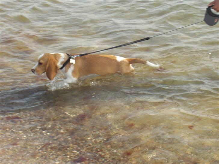 Beagle Maggie - Jamen det er jo vådt... billede 11