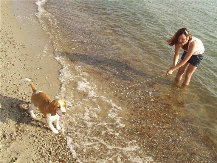 Beagle Maggie - Nu har jeg vist jeg kan svømme, så skal bestemt ikke i mere.. billede 12