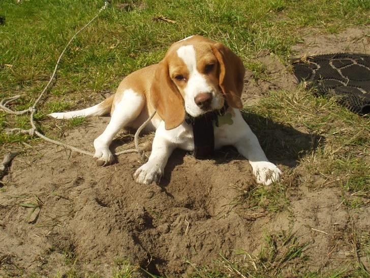 Beagle Maggie - Også hjem og grave, for når man graver..... billede 13
