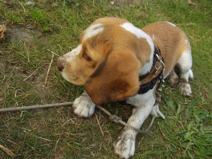 Beagle Maggie - bliver man beskidt... billede 14