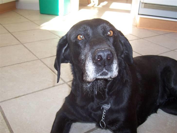 Labrador retriever Dolly *RIP* <3 - Lakedown Crystal Spinner af Lycik // Dolly <3 billede 1