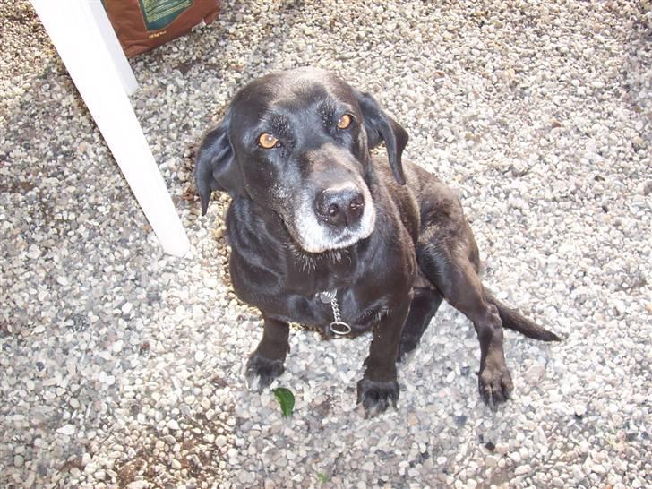 Labrador retriever Dolly *RIP* <3 - Dolly der lige er blevet sat til at squ være fotomodel ude i gården :D billede 2