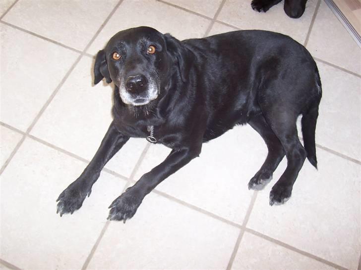 Labrador retriever Dolly *RIP* <3 billede 3