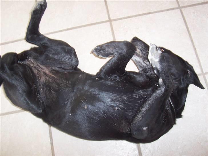 Labrador retriever Dolly *RIP* <3 - " Klø mig på maven mor ! "  billede 4