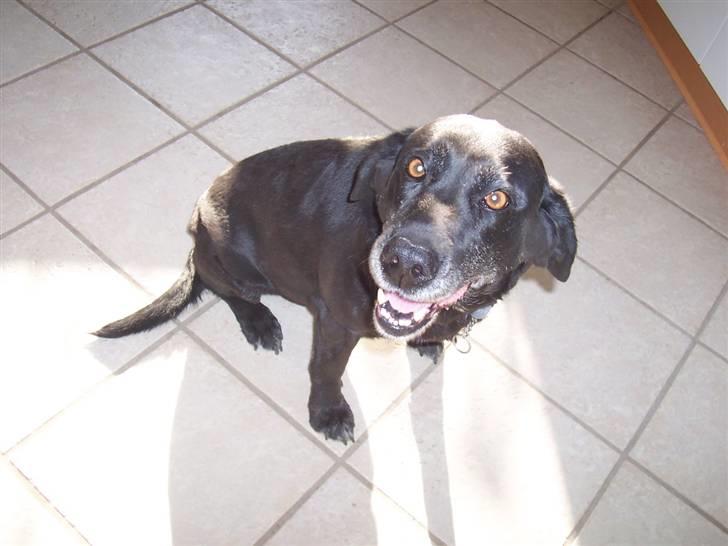 Labrador retriever Dolly *RIP* <3 billede 5