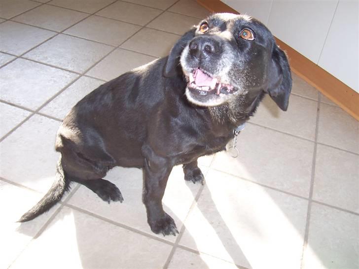 Labrador retriever Dolly *RIP* <3 - Mmm . En godbid du har dig der mor ? :P billede 6