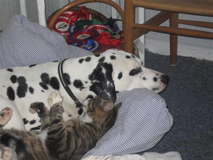 Dalmatiner Jody - Jody og hendes killing xD (Jody adoptere alle vores katte) ;) billede 10