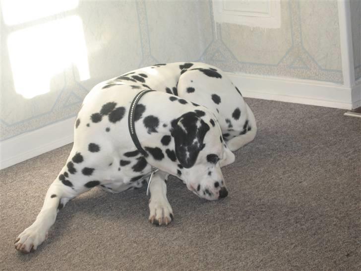 Dalmatiner Jody - Snus snus ?? billede 11