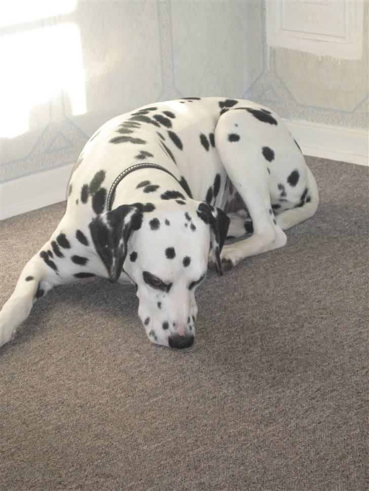 Dalmatiner Jody billede 12