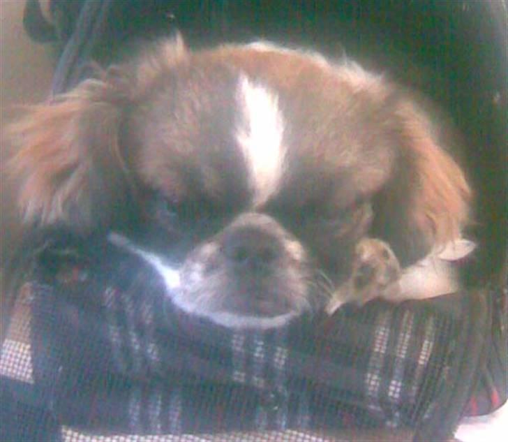 Blanding af racer Ina - med mor på arbejde..suk.. billede 1