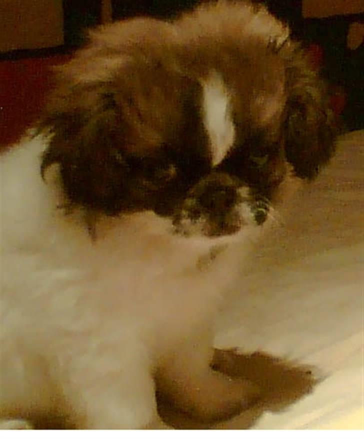 Blanding af racer Ina - "Jamen jeg har da ikke lavet ulykker, mor" billede 2