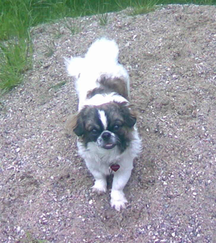 Blanding af racer Ina - Ina invaderer mine forældres grusbunke billede 3