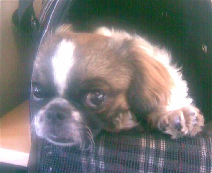 Blanding af racer Ina - En kedelig dag med "mor" på arbejde billede 4