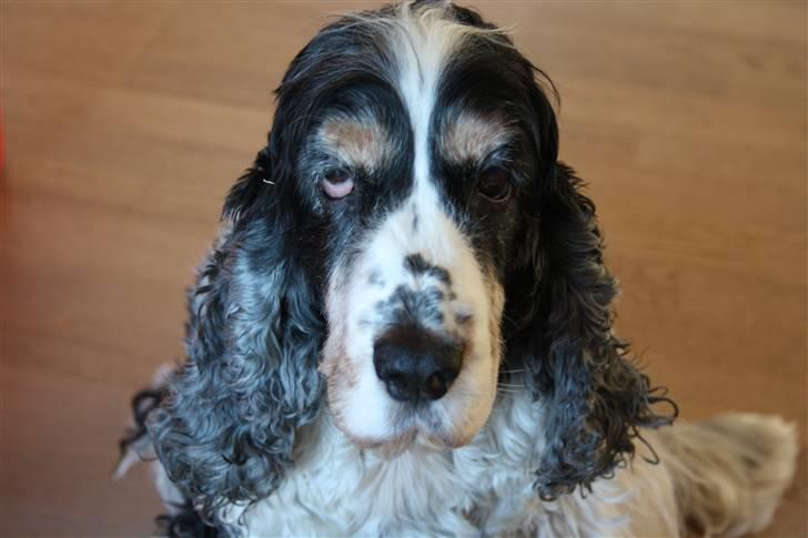 Cocker spaniel Barleys Tippe billede 5