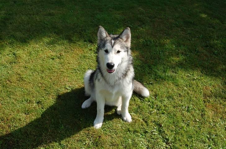 Alaskan malamute Aashka - 5 mdr. billede 11