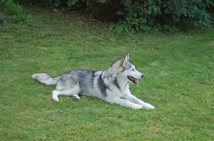 Alaskan malamute Aashka - 5 mdr. billede 12