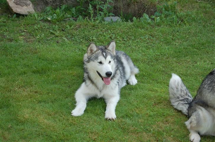 Alaskan malamute Aashka - 5 mdr. billede 13