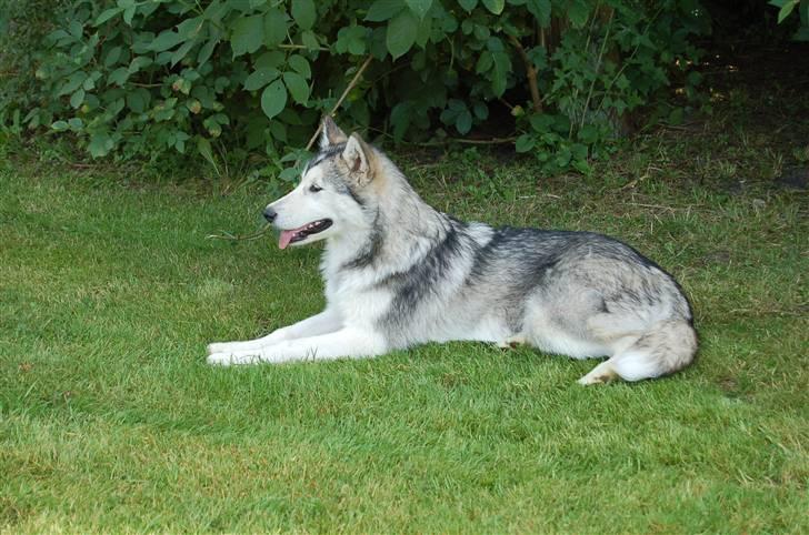 Alaskan malamute Aashka - 5 mdr. billede 14