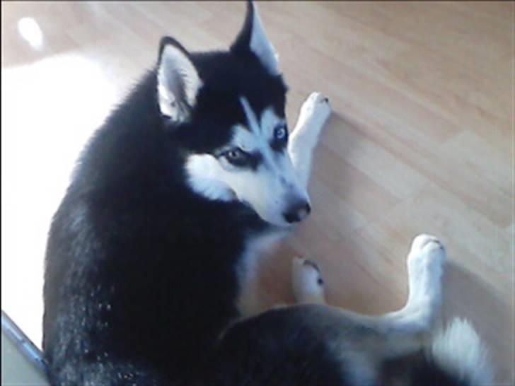 Siberian husky Sheeba *R.I.P* billede 14