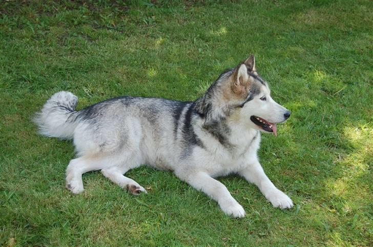 Alaskan malamute Tkaya - 2 1/2 år billede 11