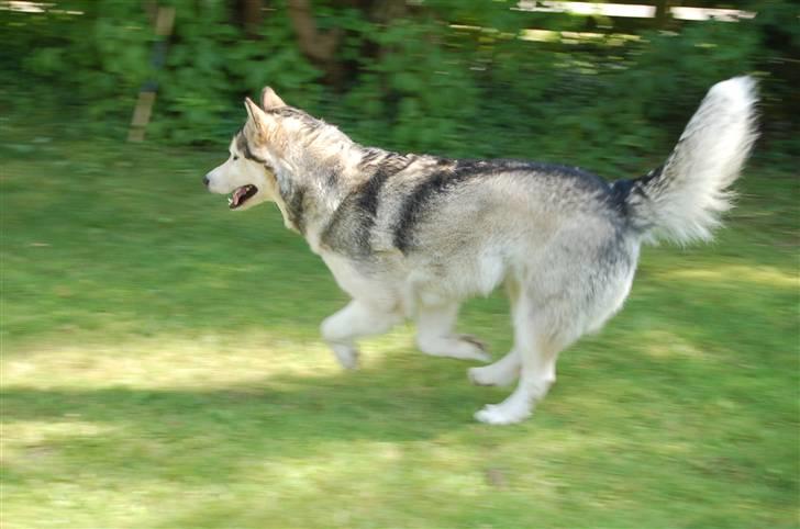 Alaskan malamute Tkaya - 2 1/2 år billede 12