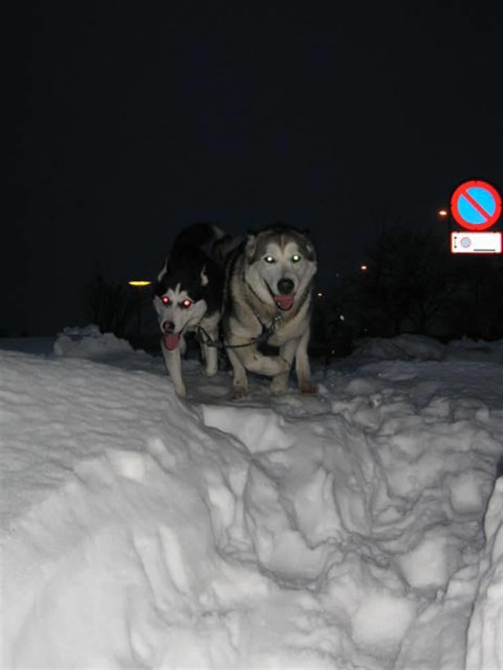 Siberian husky Sheeba *R.I.P* - jubiii her kommer vi i fuld fart gennem sneen!! billede 15