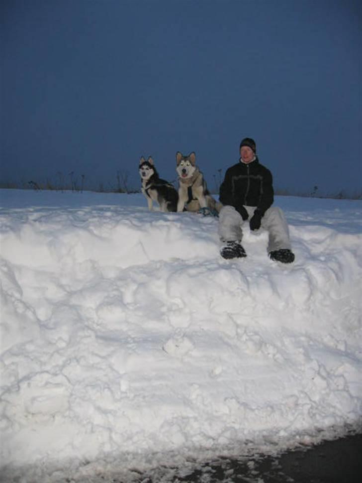 Siberian husky Sheeba *R.I.P* - Hold da op hvor kan der være meget sne i lille danmark....men det er skønt (vinter 2006/2007) billede 16