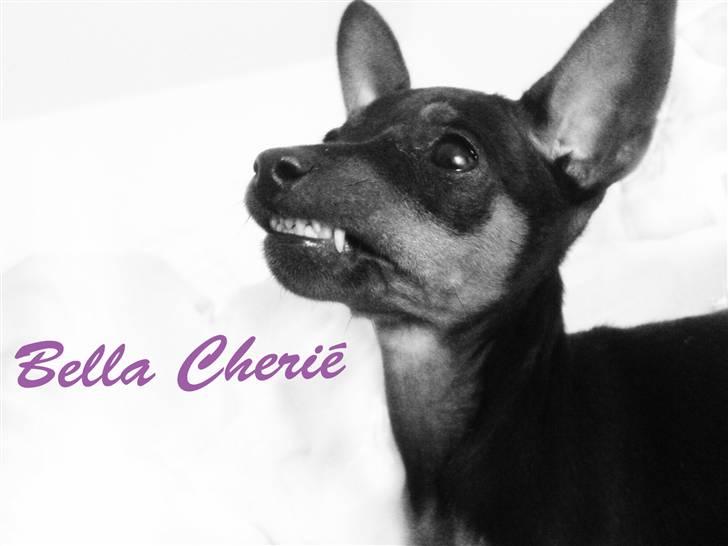 Dvaergpinscher Bella Cherié - jeg er farlig!!  billede 1