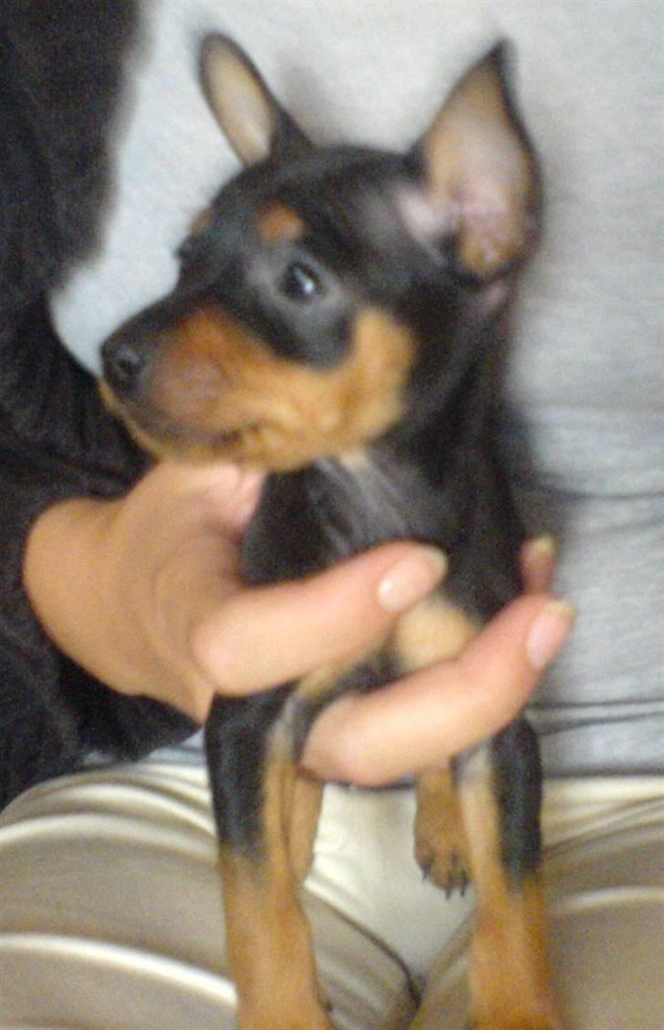 Dvaergpinscher Bella Cherié billede 2