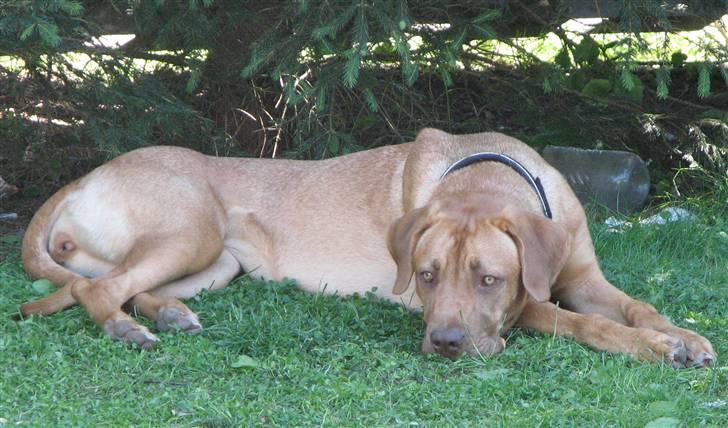 Blanding af racer Nova billede 14