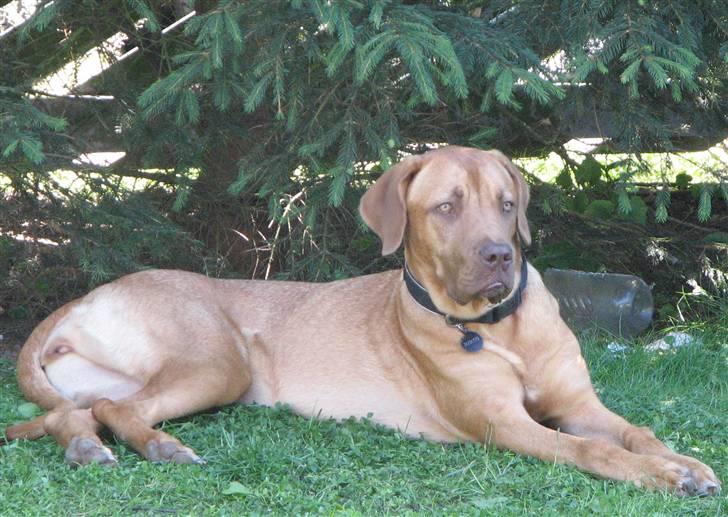 Blanding af racer Nova billede 15