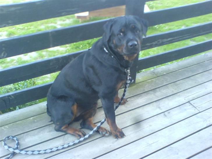 Rottweiler Fenja billede 14