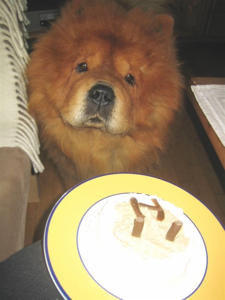 Chow chow Huang - Uhm! Hundefødselsdagslagkage med leverpostej og flødeskum! billede 10