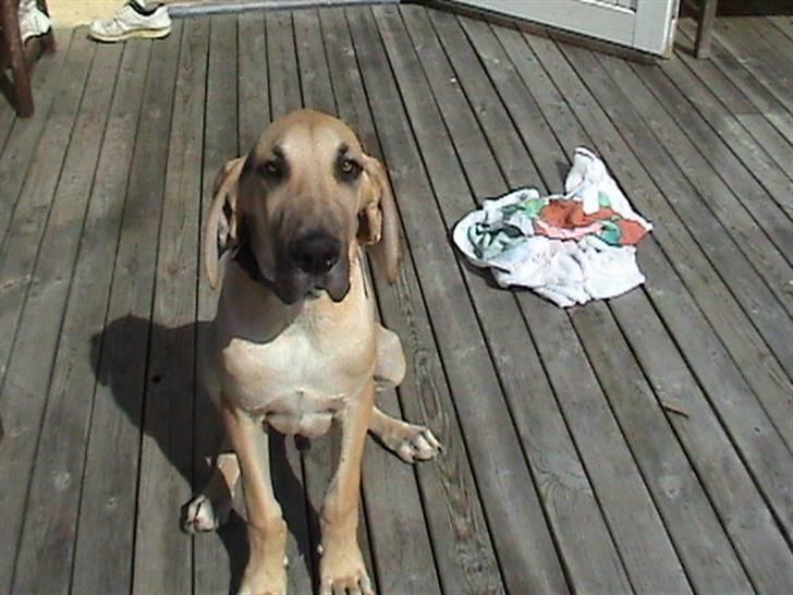 Grand danois thor billede 2