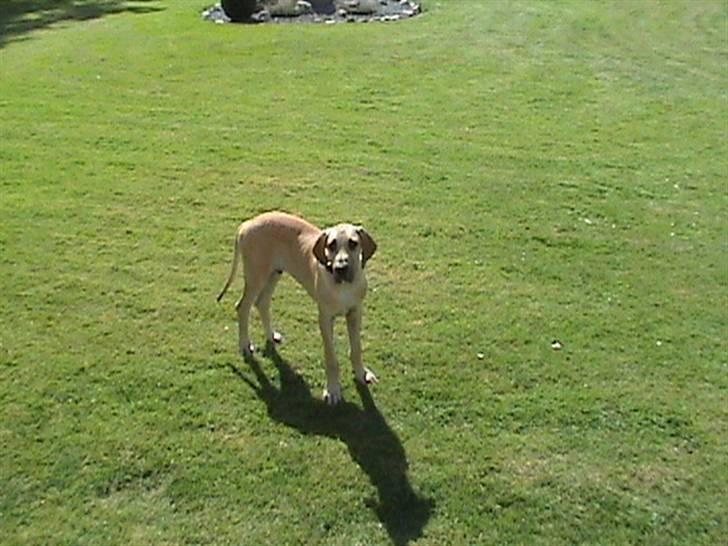 Grand danois thor billede 3