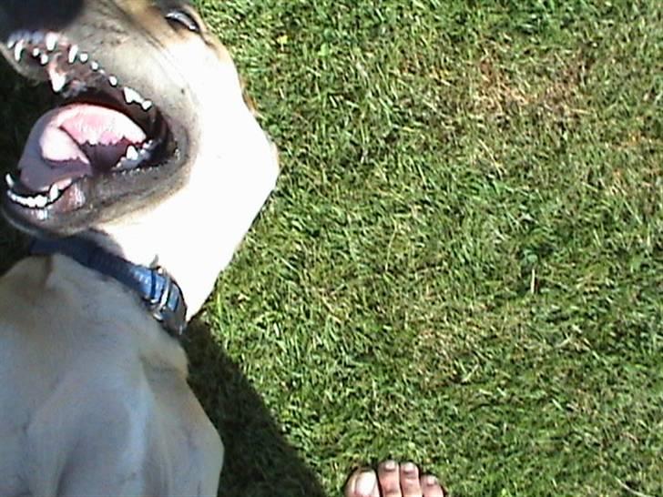 Grand danois thor billede 4